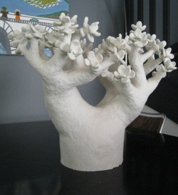 Crassula